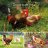 9PCS Set, Chicken Toys for Coop KAKUNM Chicken Enrichment Toys, Including Xylophone, Swing, Chicken Mirror, Chicken