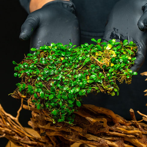(10-15 SubstrateSource Bucephalandra Mini Coin Live Aquarium Plant - Natural Freshwater Fish Tank Decorations