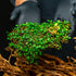 (10-15 SubstrateSource Bucephalandra Mini Coin Live Aquarium Plant - Natural Freshwater Fish Tank Decorations