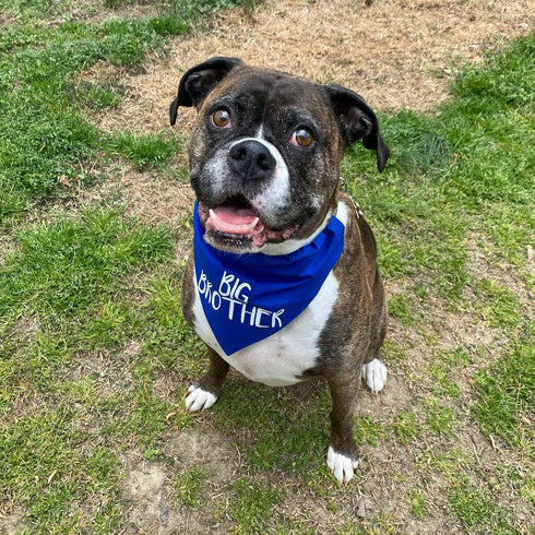 Big Brother Dog Bandanas, Blue Pet Scarfs for Small Medium Large Dogs, New Baby Announcement Pet Accessories Pregnancy