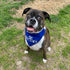 Big Brother Dog Bandanas, Blue Pet Scarfs for Small Medium Large Dogs, New Baby Announcement Pet Accessories Pregnancy