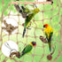Tfwadmx Bird Climbing Rope Net, Large Size 24''X24'' Parrot Perch Climbing Rope Ladder for Budgies, Conure, Blue & Gold