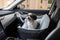 Best Pet Supplies Elevated Dog Car Seat for Small Dogs, Booster Seat