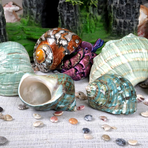 2pcs 1", (2pcs Medium Hermit Crab Shells, M Size Opening Natural Sea Conch, Turbo Seashells for Hermit Crab Supplies