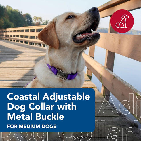 Coastal Pet Adjustable Dog Collar with Metal Buckle - Fade-Resistant Dog Collar Perfect for Walking & Tie Outs - Comfortable Collar with Snap Lock - Purple - 3/4" x 14" - 20"