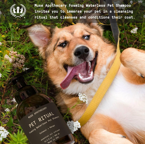 Muse Apothecary Pet Ritual Foaming Waterless Shampoo for Dogs - No Rinse Dog Shampoo - Essential Oils Infused, 11.5oz