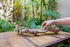 Grapewood Branches with Tillandsia Air Plants - Multiple Sizes (Medium)