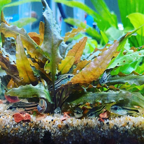 PLANTEREST BUY2GET1FREE Cryptocoryne Wendtii Red Potted Live Aquarium Plant Tropical Freshwater Decorations