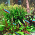 PLANTEREST BUY2GET1FREE Microsorum Java Fern Windelov Bundle Live Aquarium Plants