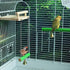 Natural Wood Bird Perches for Cage, Platform Swing, Nail Trimming Paw Grinding Stick for Parakeet Cockatiels Parrot
