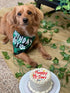 Birthday Boy Dog Bandana in Green