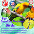 Bonka Bird Toys 945 4 Ring A Ding Toy for African Grey, Budgie, Parakeet, Cockatiel