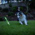 Chuckit! Max Glow Ultra Fetch Stick Outdoor Dog Toy, 12 Inches for All Breed Sizes