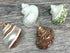 4 2-2.5" 1" Hermit Crab Shells | Turbo Shells | Assorted Turbo Shells | Opening Size Approx. | Hermit Crab House