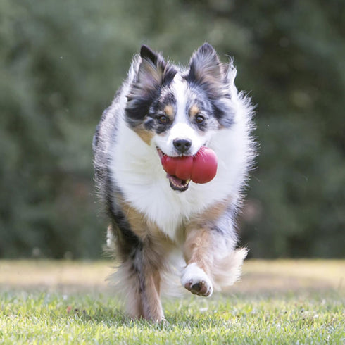 KONG Classic Stuffable Dog Toy, Fetch & Chew Toy for Medium Dogs, Durable Natural Rubber Material