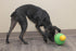 Interactive Bob-A-Lot Dog Toy for Large Breeds - Yellow/Green/Purple