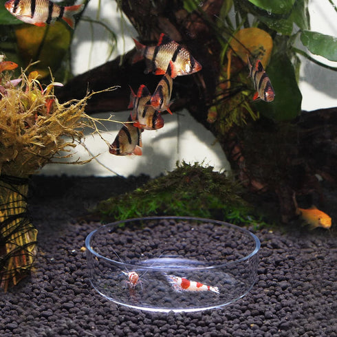 WEAVERBIRD 60mm Aquarium Shrimp Feeder Dish, Round Clear Glass Feeding Bowls for Fish Tank