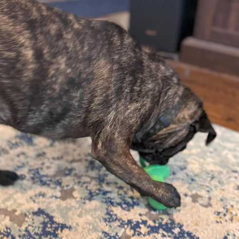 SPOT 4.5 Inch, Puppy Pacifier Latex Dog Toy Soft Binky-Shaped Chew for Teething Puppies & Small Dogs, for Light Chewers
