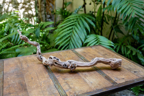 Grapewood Branches with Tillandsia Air Plants - Multiple Sizes (Medium)