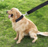 Strong Dog Leash 4FT/5FT/6FT, Nylon for Small Medium Large Dogs (Black, 1 in x 10 ft)