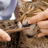 H&H Pets Bamboo Toothbrush Set: Ultra Soft Bristles & Biodegradable Wooden Toothbrush for Dogs and Cats (Small; 8-Count