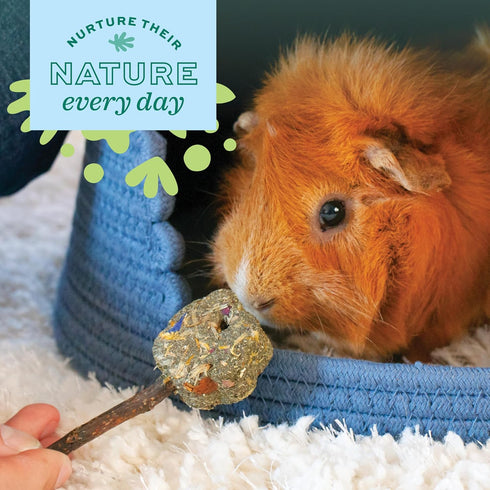 Chinchilla Oxbow Enriched Life Twisty Rings, Rabbit & Guinea Pig Toy, Hamster, & Rat Chew Rings, Small Pet Enrichment