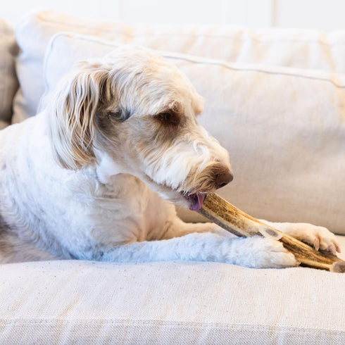 Premium Elk Antlers for Large Dogs by Good Trouble Pets - All-Natural Shed Antler Chews for Dental Health & Calming
