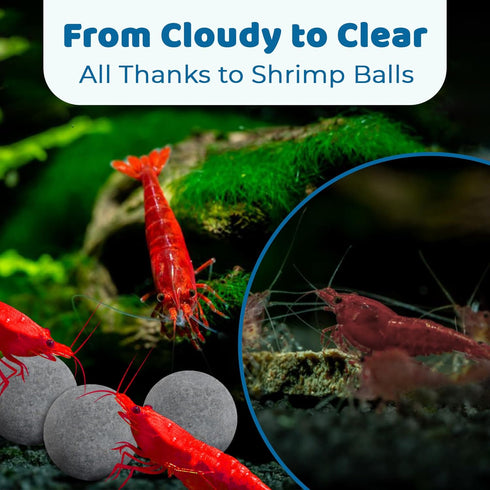SunGrow Shrimp Balls, Calcium-Rich for Successful Shedding, Vibrance, Cool Décor with Wellness Benefits