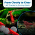 SunGrow Shrimp Balls, Calcium-Rich for Successful Shedding, Vibrance, Cool Décor with Wellness Benefits