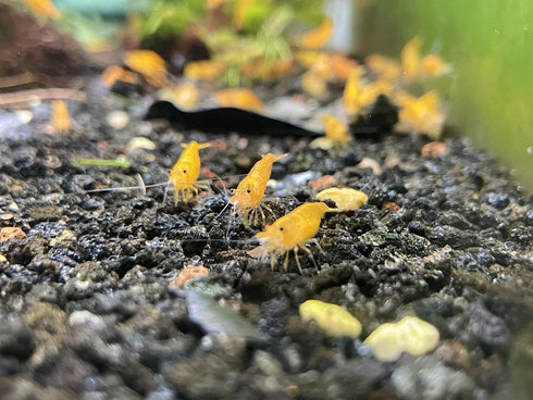 (10 (+1)) Orange Sunkist Shrimps Live Freshwater Shrimp Aquarium Neocaridina Inverts RCS Orange Shrimp Shrimps