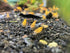 (10 (+1)) Orange Sunkist Shrimps Live Freshwater Shrimp Aquarium Neocaridina Inverts RCS Orange Shrimp Shrimps