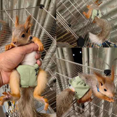 Adjustable Small Pet Diapers, Reusable Washable Squirrel Diapers Absorbent with Buckle Pants No Leak Reusable Diapers