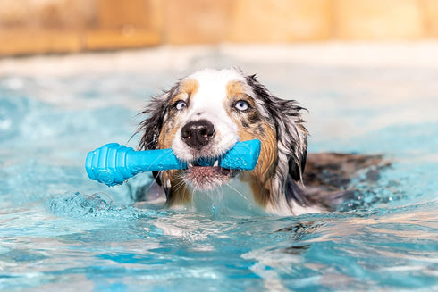 Soothing Vanilla Scented Hive Dog Fetch Stick - Durable Treat Dispenser Toy for Large Breeds, Floats in Water