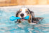 Soothing Vanilla Scented Hive Dog Fetch Stick - Durable Treat Dispenser Toy for Large Breeds, Floats in Water