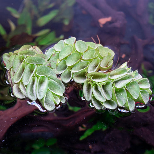 SubstrateSource Salvina Cucullata Fern Floating Live Aquarium Plant - Natural Freshwater Fish Tank Decorations