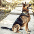 4 Sets Bungee Dog Leash Heavy Duty with 2 Handle Control, Quick Release for Cat Dog Pet Training Leashes