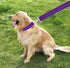 6 FT Strong Dog Leash, Nylon for Small Medium Large Dogs