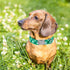 Maca Bates Clover Dog Collar, Comfortable Soft St. Patrick's Day Collar with Adjustable Metal Buckle