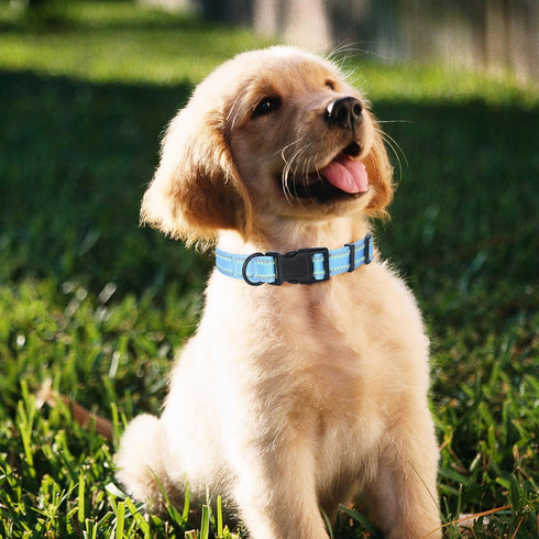 Mile High Life Nylon Night Light Glow Collar, Reflective Light Up Dog Collar for Small Medium Large Dogs (Blue, XS)