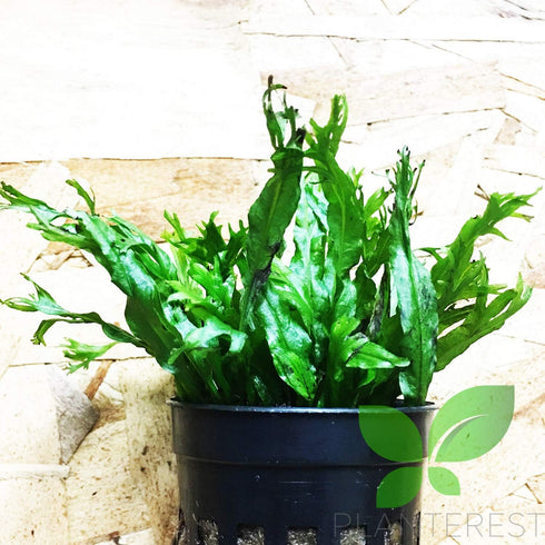 PLANTEREST BUY2GET1FREE Microsorum Java Fern 'Windelov' Potted Easy Live Aquarium Plant Decorations