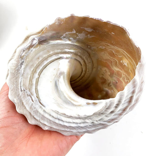 Heyiwell 3.5"~5" Inch Natural Large Wavy Top Turbo Seashells&Hermit Crab Shells