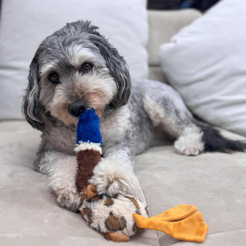 SPOT Skinneeez Plus Duck, Stuffing Free Dog Toy, 15in, Two Piece Rubber Body, Two Squeakers