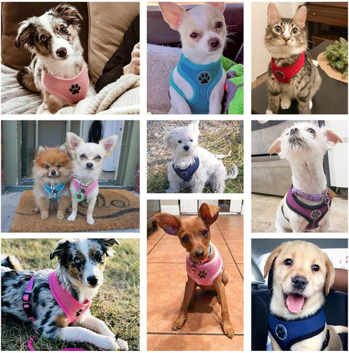 BINGPET Dog Vest Harness, Lightweight Breathable Sports Mesh, Adjustable for Small Dogs