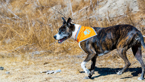 Orange Dog Bandana, Hi-Visibility Reflective Blaze for Large and Small Pets, Safety Accessories for Walking, Camping,