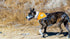 Orange Dog Bandana, Hi-Visibility Reflective Blaze for Large and Small Pets, Safety Accessories for Walking, Camping,