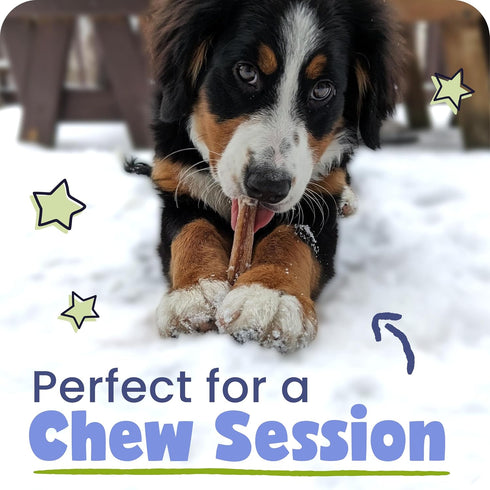 5-8" 100% 8 oz Packaging Pawstruck Natural Bully Sticks for Dogs - Best Long-Lasting, Rawhide-Free, Low Odor Dental