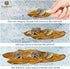 SunGrow 10 Pack Hermit Crab Large Catappa Indian Almond Leaves - Dried Leaves for Spawning, Nutrition for Isopods,