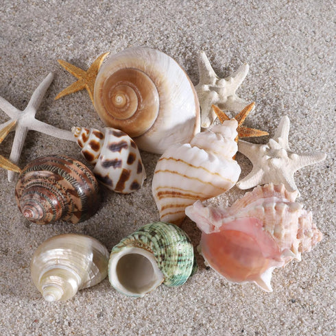 7 2-3.5". 0.5"-2" PPCLION PCS Large Medium Small Natural Hermit Crab Shells Turbo Sea Conch Shell for Dcor, Size: