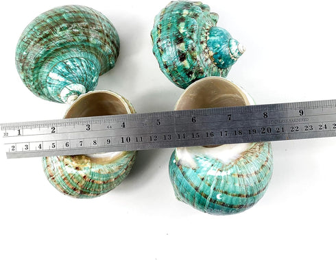 Heyiwell 3.5"~4.5" Inch Natural Large Jade Turbo Seashells&Hermit Crab Shells