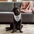 Joyriza Hello I'm New Here Dog Bandana, New Puppy Reveal Party Photo Prop, Cute New Puppies Announcement Gifts for Dog